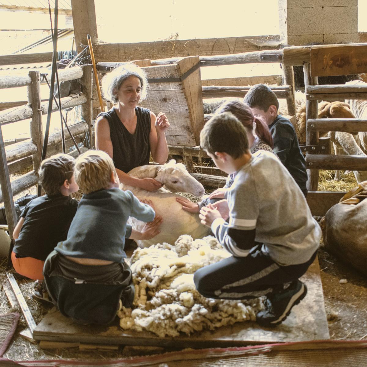 Journées de la tonte au cardage Journées de la tonte au cardage