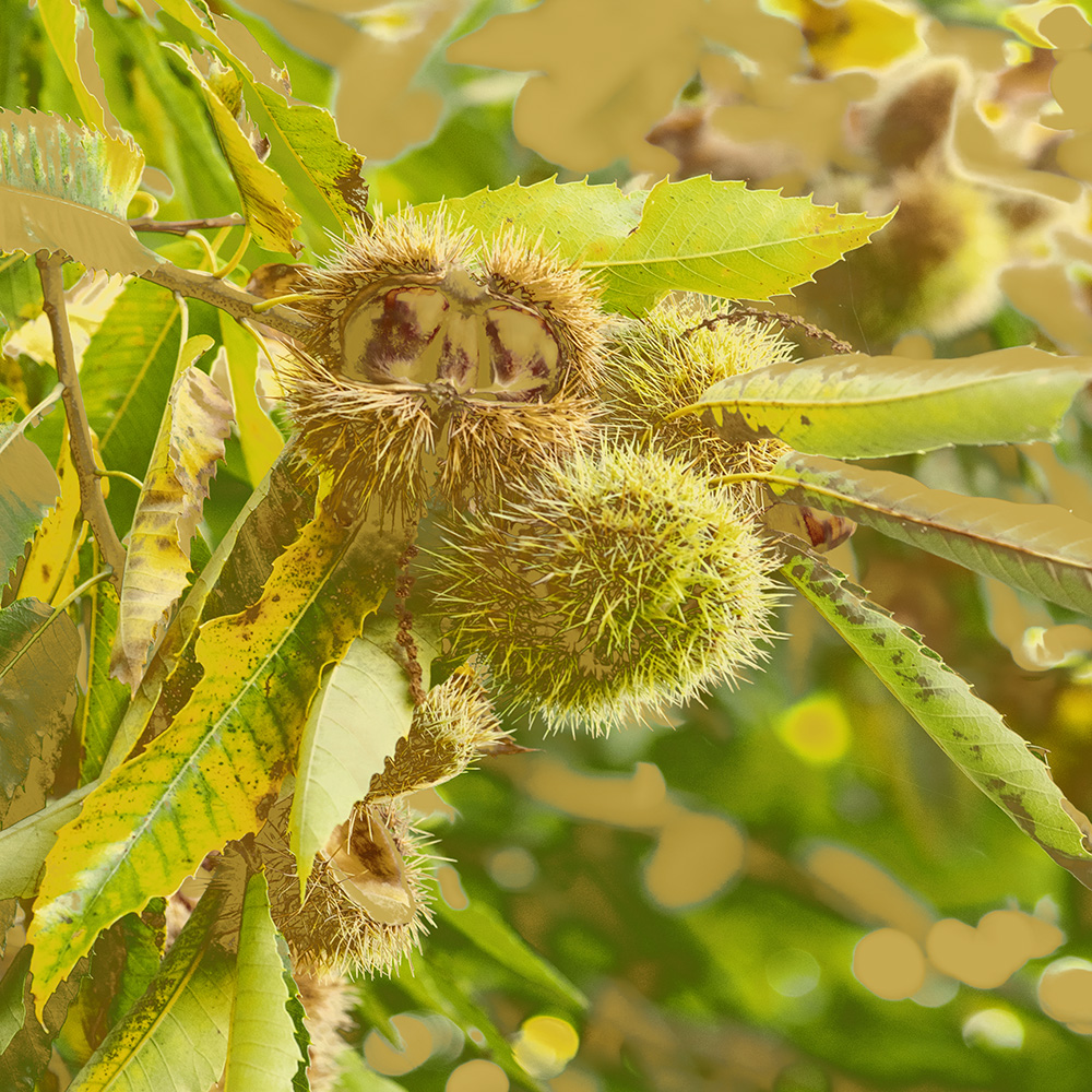 Les Castagnades 2025 à Saint-Pierreville Les Castagnades 2025 à Saint-Pierreville