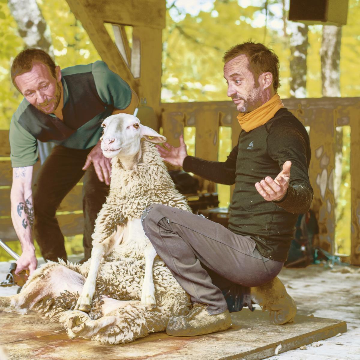 Grande fête de la Tonte Grande fête de la Tonte