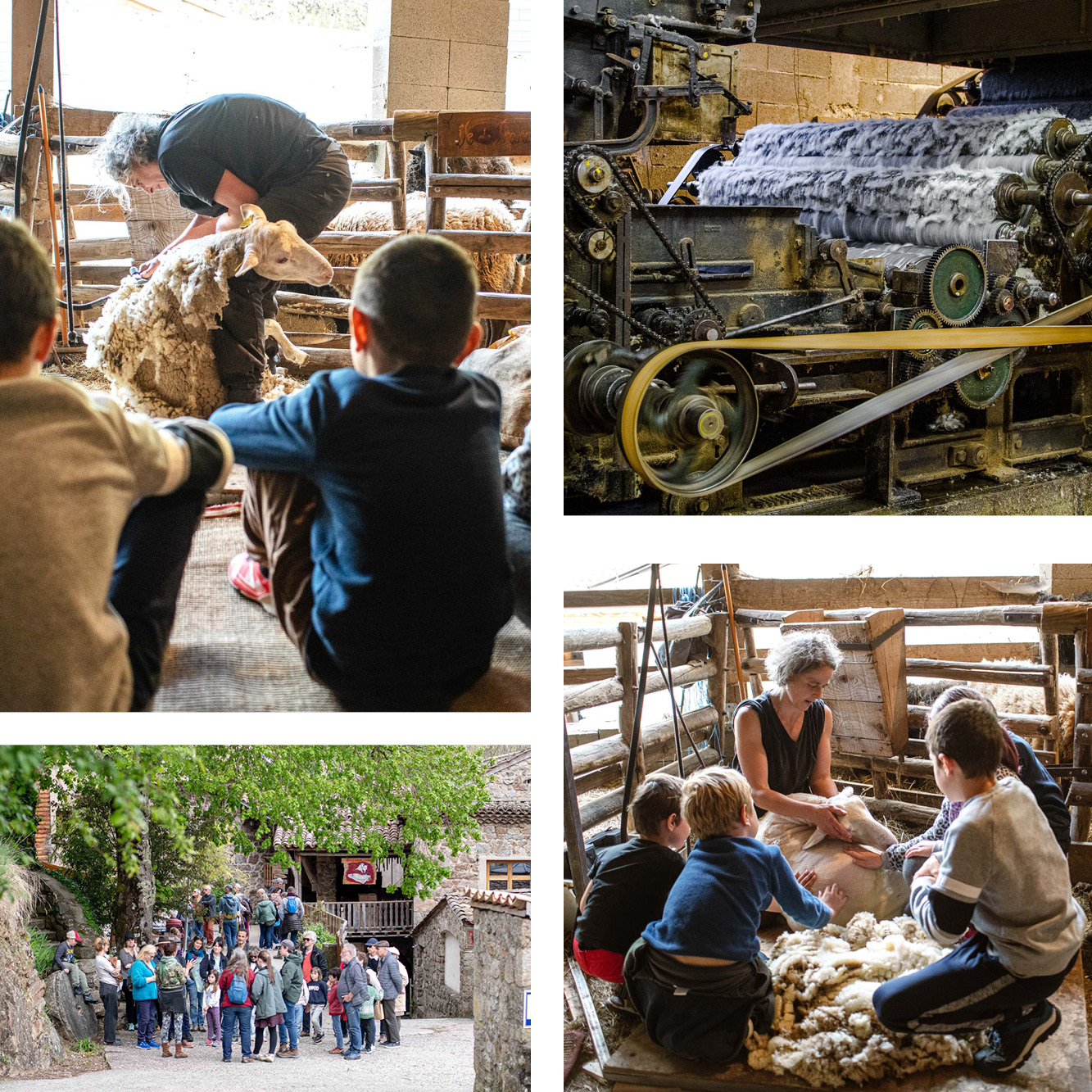 JOURNÉE SPÉCIALE Tonte et Cardage illustration