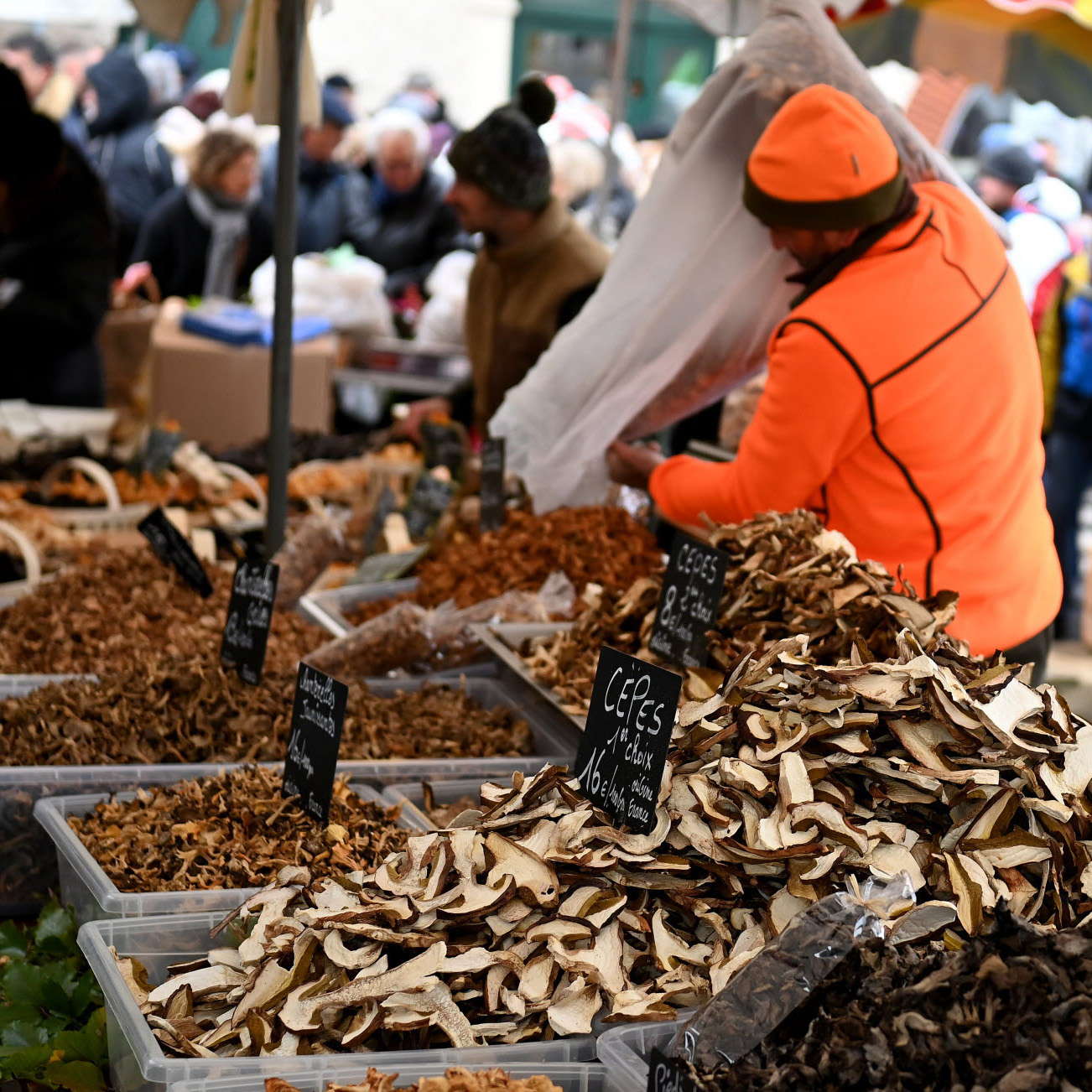 Fête des Champignons à Saint-Bonnet-Le-Froid (43) illustration