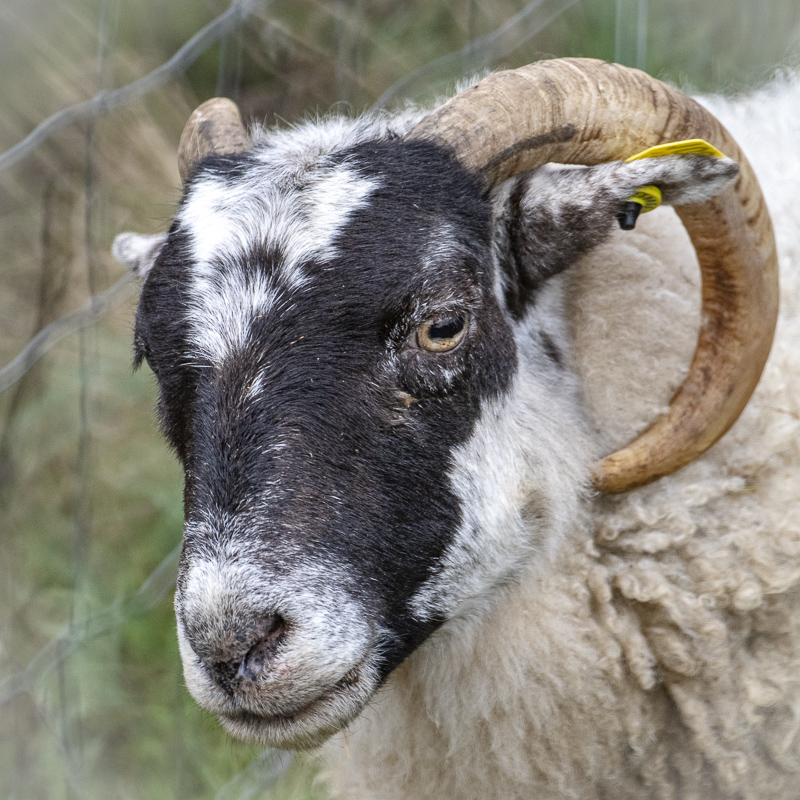 Les moutons d'Ardelaine - Visites guidées Les moutons d'Ardelaine - Visites guidées